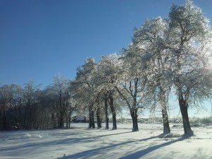 Ice Storm trees